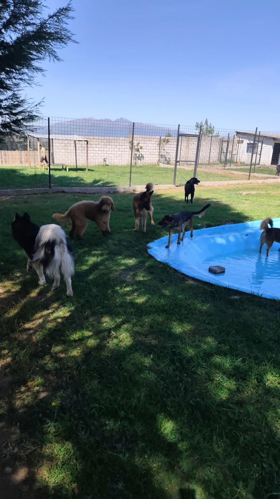 ¿Dónde dejar a mi perro mientras trabajo?