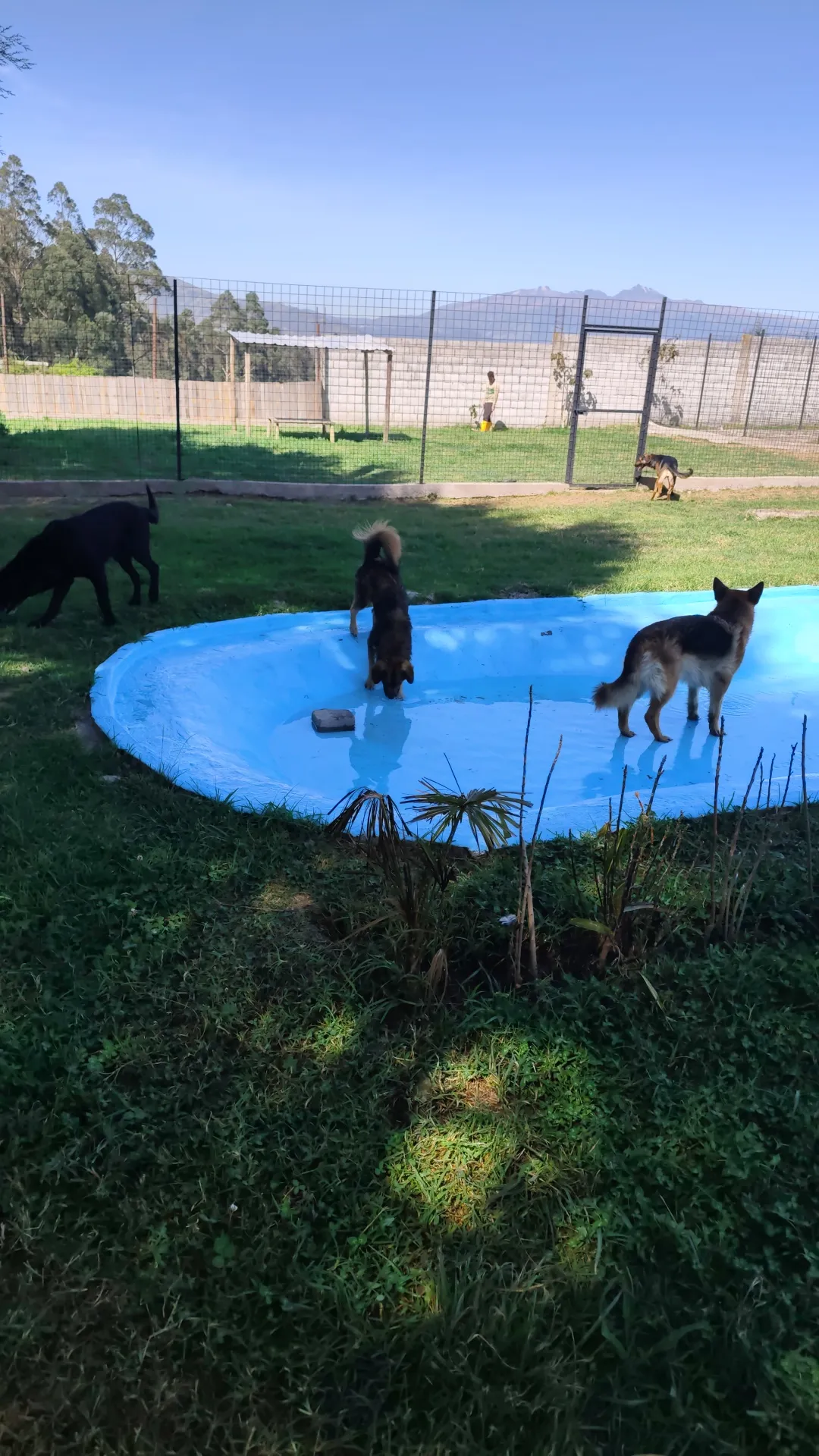 Perro solo 8 horas: lo que le pasa por dentro