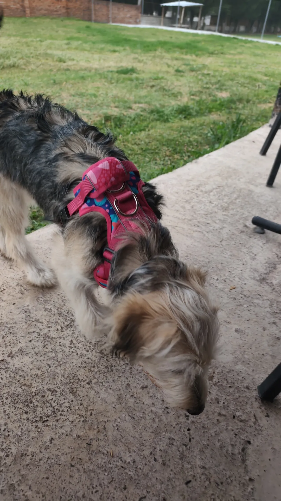 Hospedaje para perros en feriados: reserva antes de que se llene